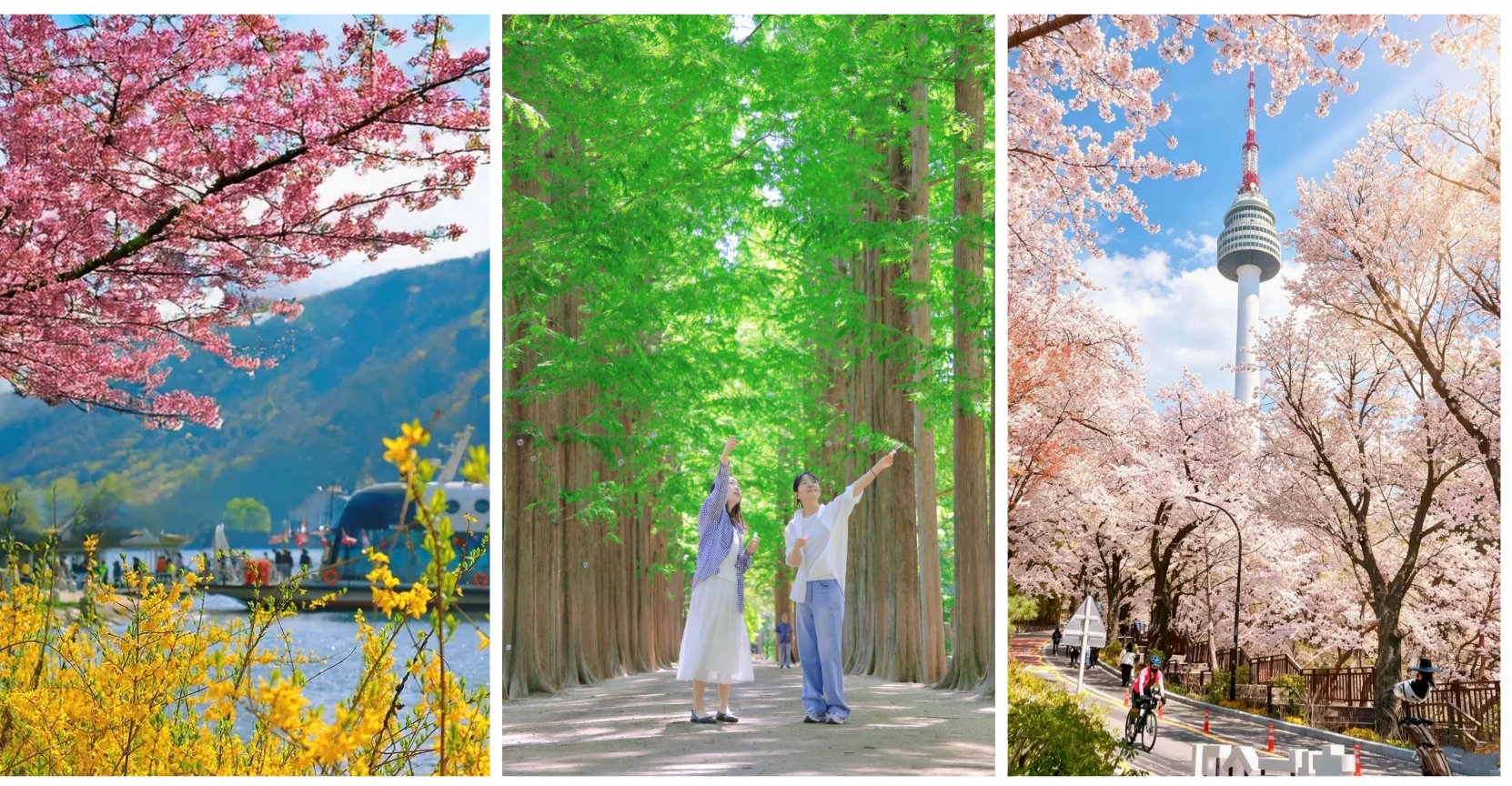 SEOUL - NAMI - EVERLAND - HÁI DÂU MÙA XUÂN (Đi sáng về tối) - ảnh 1