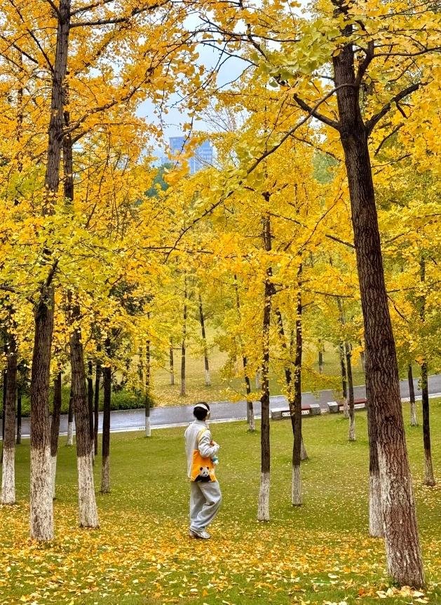 Quý Châu – Trùng Khánh Ngắm Lá Đỏ Lá Vàng Kim Phật Sơn – Công Viên Gấu Trúc 5N4Đ - ảnh 3