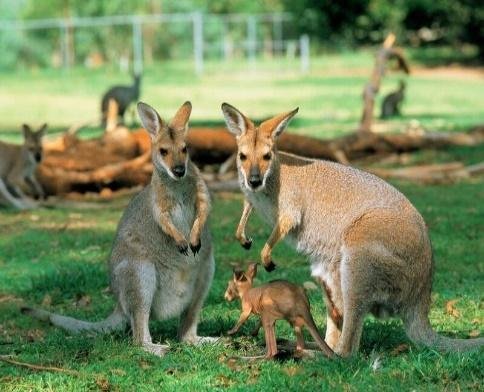 Hà Nội – Sydney – Canberra – Melbourne – Hà Nội 8N7Đ - ảnh 3