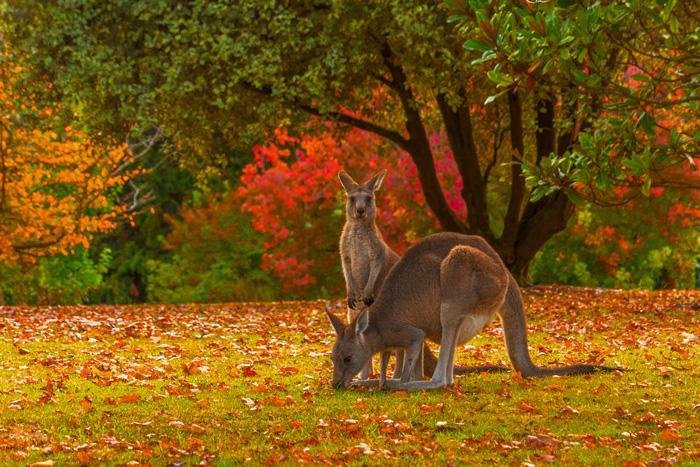 Hà Nội – Melbourne – Canberra – Sydney – Hà Nội 7N6Đ - ảnh 3