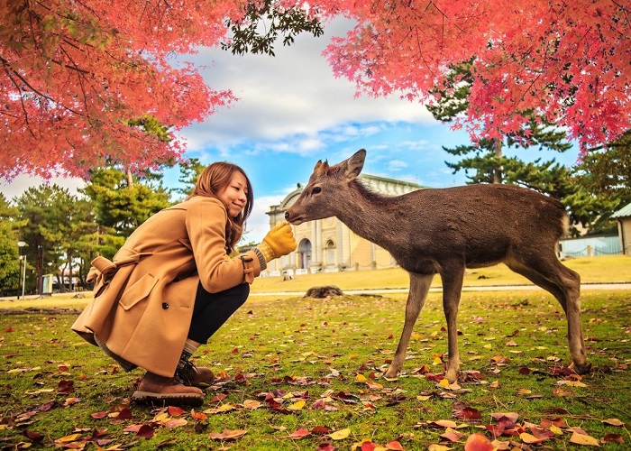 SẮC THU NHẬT BẢN NARA – OSAKA – KYOTO – NAGOYA – YAMANASHI – TOKYO - ảnh 1