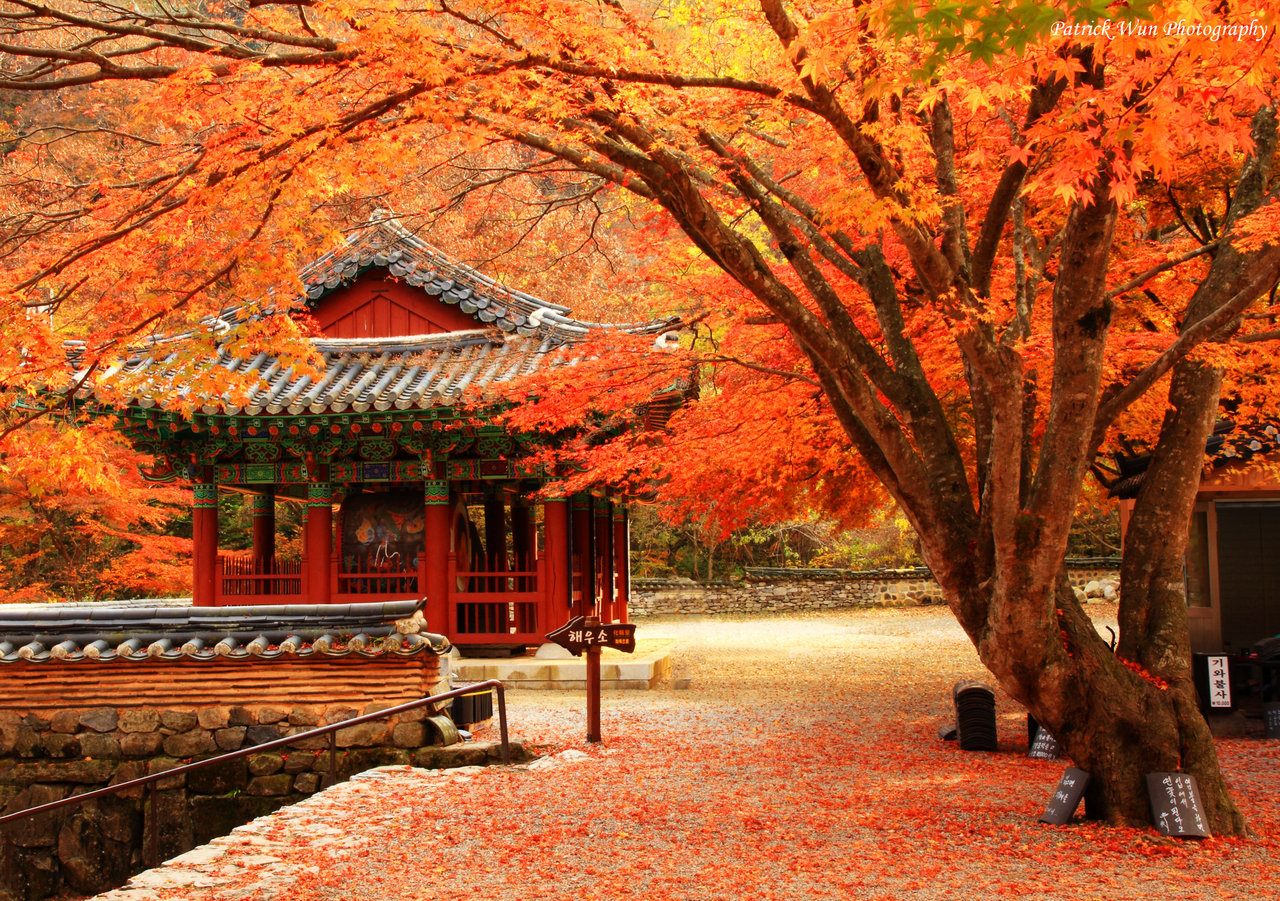 SẮC THU NHẬT BẢN NARA – OSAKA – KYOTO – NAGOYA – YAMANASHI – TOKYO - ảnh 5