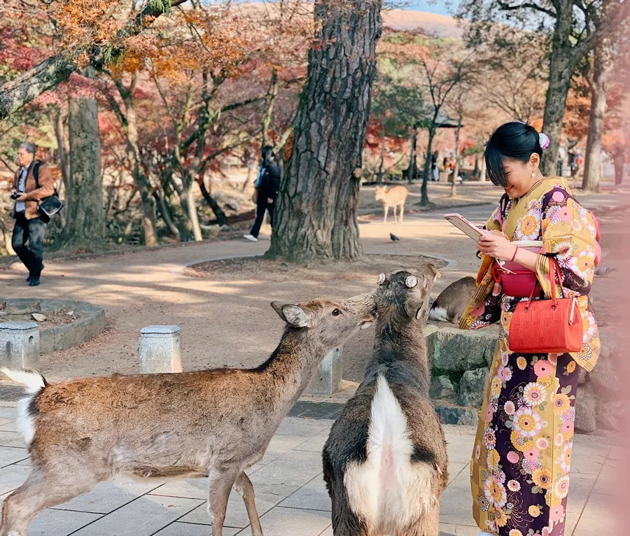 ĐÓN NĂM MỚI TẠI OSAKA – KYOTO – KOBE - ảnh 9