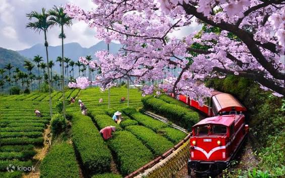 Đài Loan: ĐÀI TRUNG – CAO HÙNG – ĐÀI BẮC - ALISHAN - ảnh 8